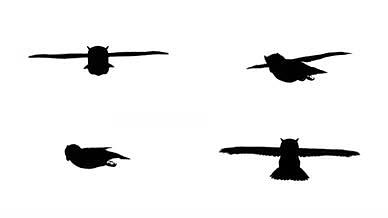 带通道鸟类飞行四个方向的剪影视频的预览图